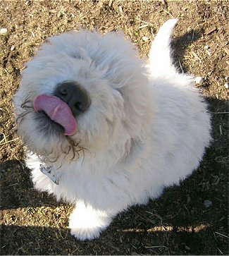 Komondor1Komondor3months_7_1.JPG