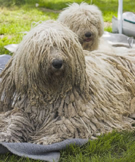 komondor_270x324_optimized.jpg