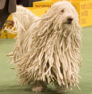 KomondorDog.jpg