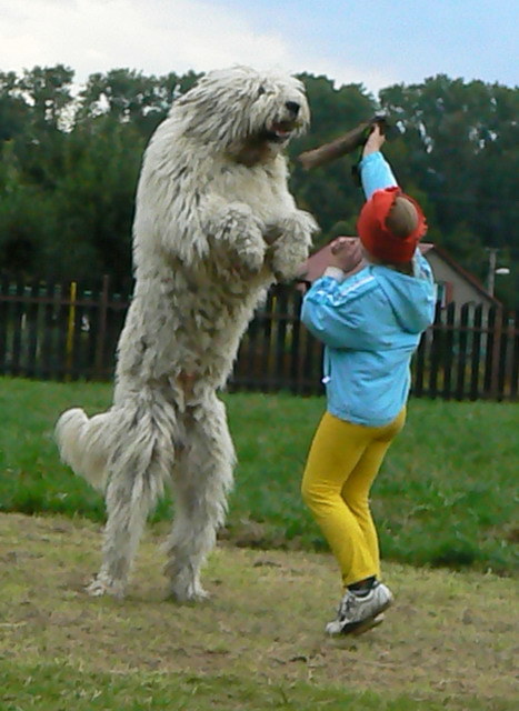 hra-komondor1.jpg