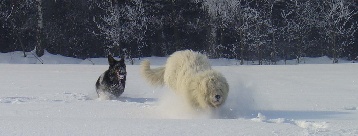 hra-komondor3.jpg