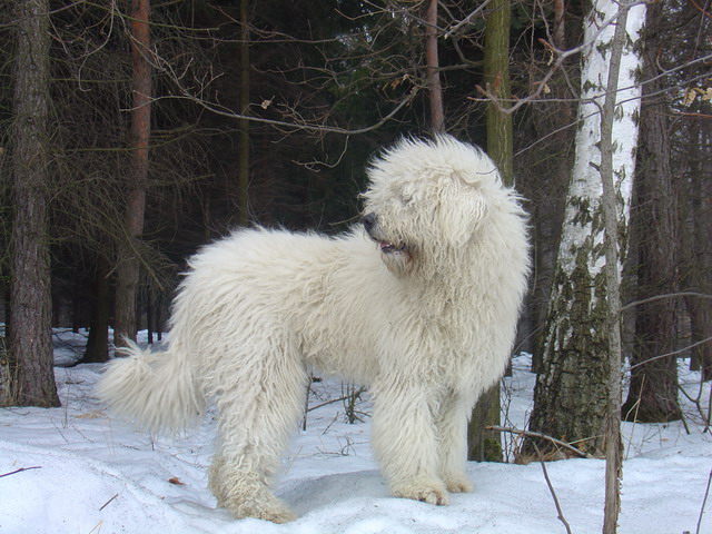 hra-komondor4.jpg