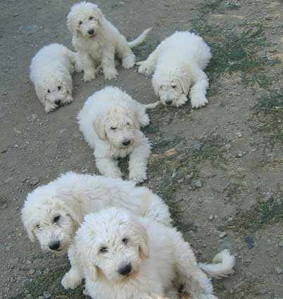 hra-komondor456.jpg