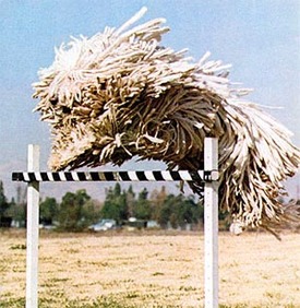 hra-komondor-457.jpg