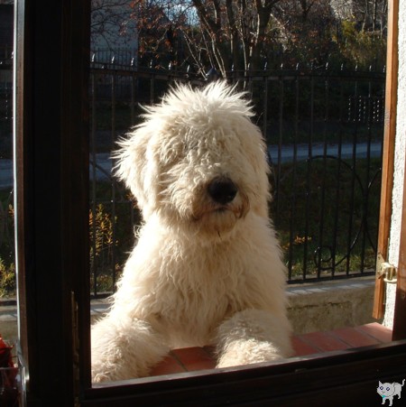 hra-komondor-458.JPG