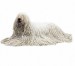 komondor.jpg