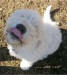 Komondor1Komondor3months_7_1.JPG