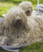 komondor_270x324_optimized.jpg