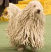 KomondorDog.jpg